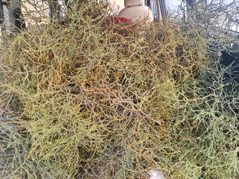 寄生草