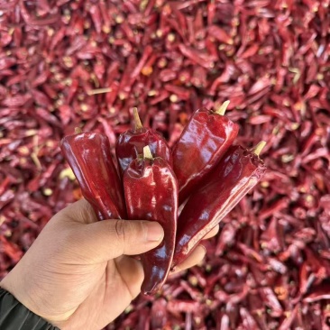 北京红花皮