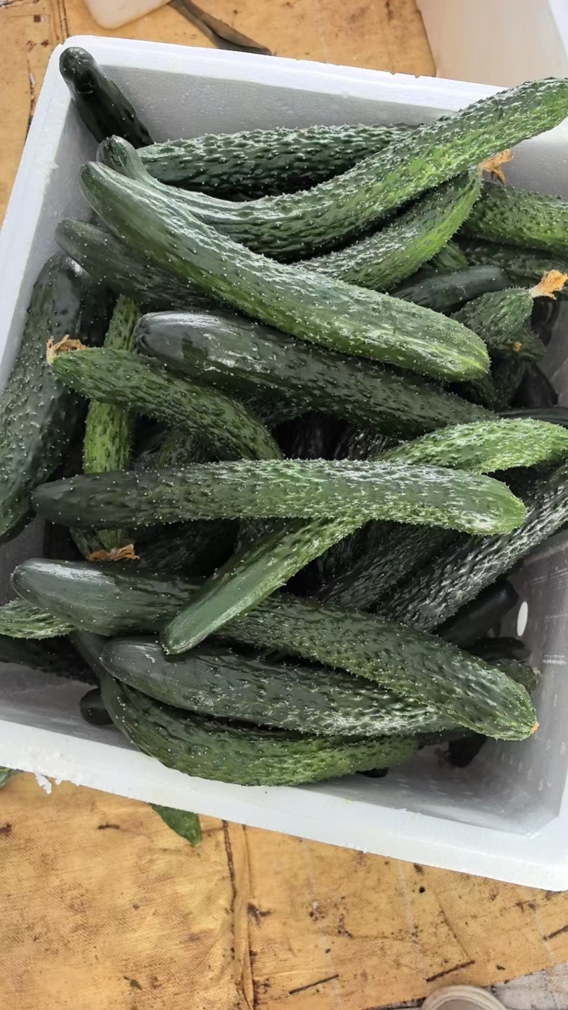 河南本地刺黄瓜黑油瓜适合超市市场电商食堂货都有，保质保量包