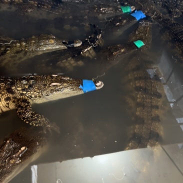 鳄鱼🐊