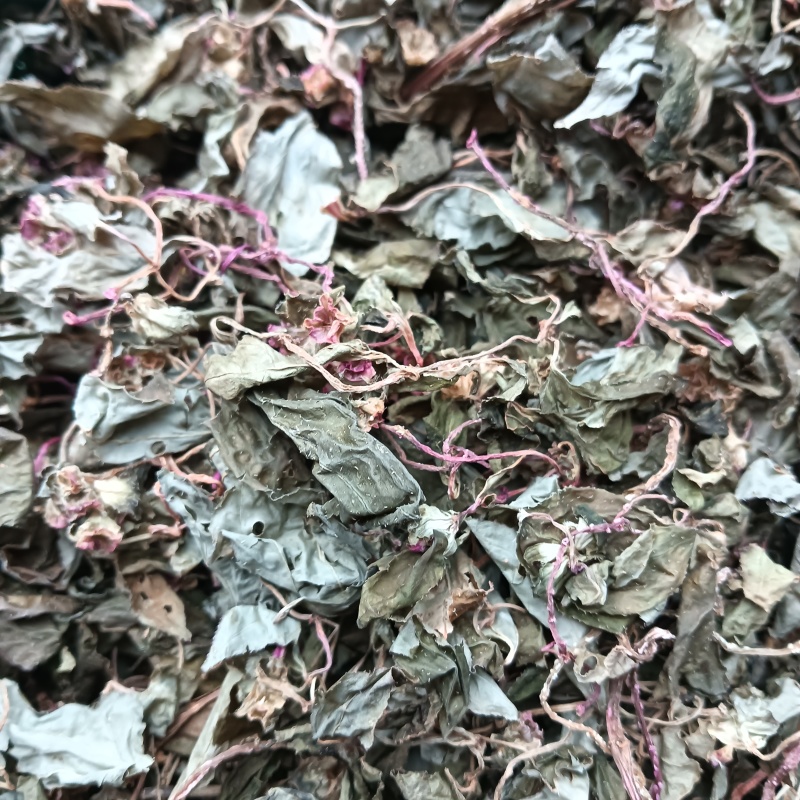 紫杆绿叶风柜斗草，风鼓草不带根和硬杆泡茶款，原产地直销
