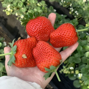 中牟奶油草莓。