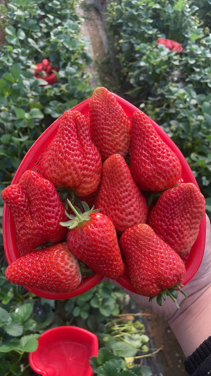 中牟奶油草莓。