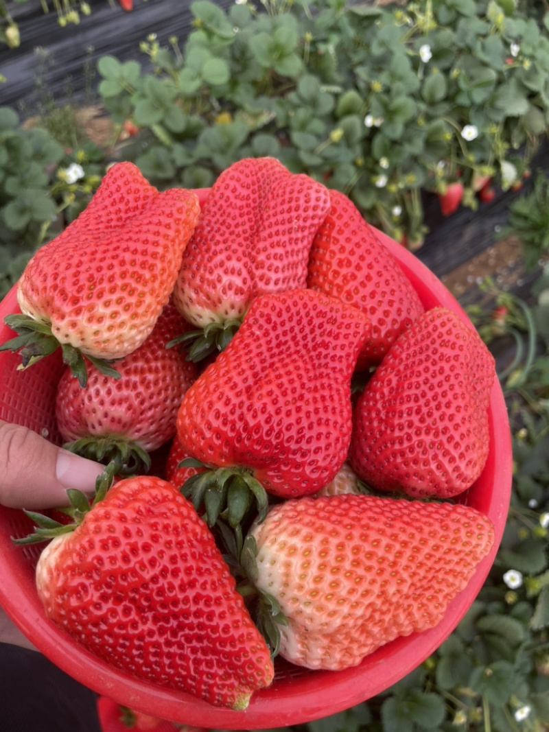 中牟奶油草莓。