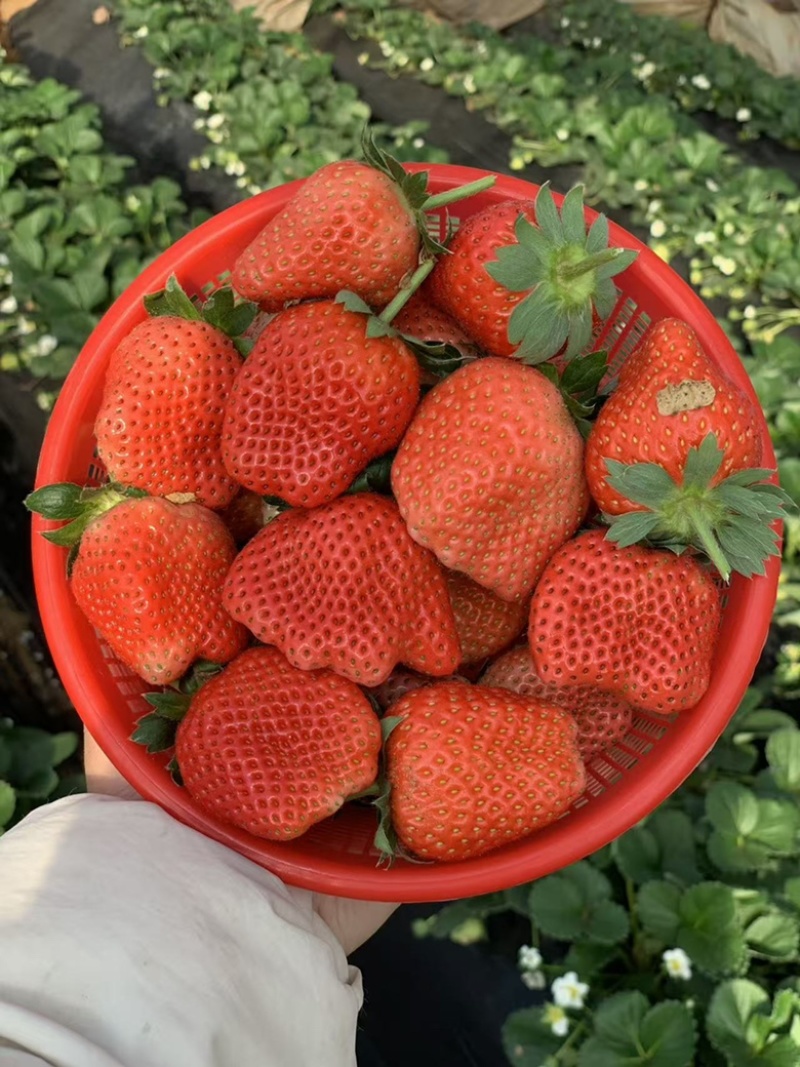 中牟奶油草莓。