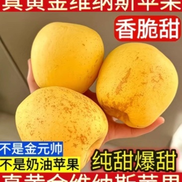 正宗维纳斯苹果精品中果