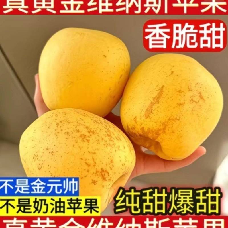 正宗维纳斯苹果精品中果