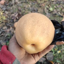 晚秋黄梨
