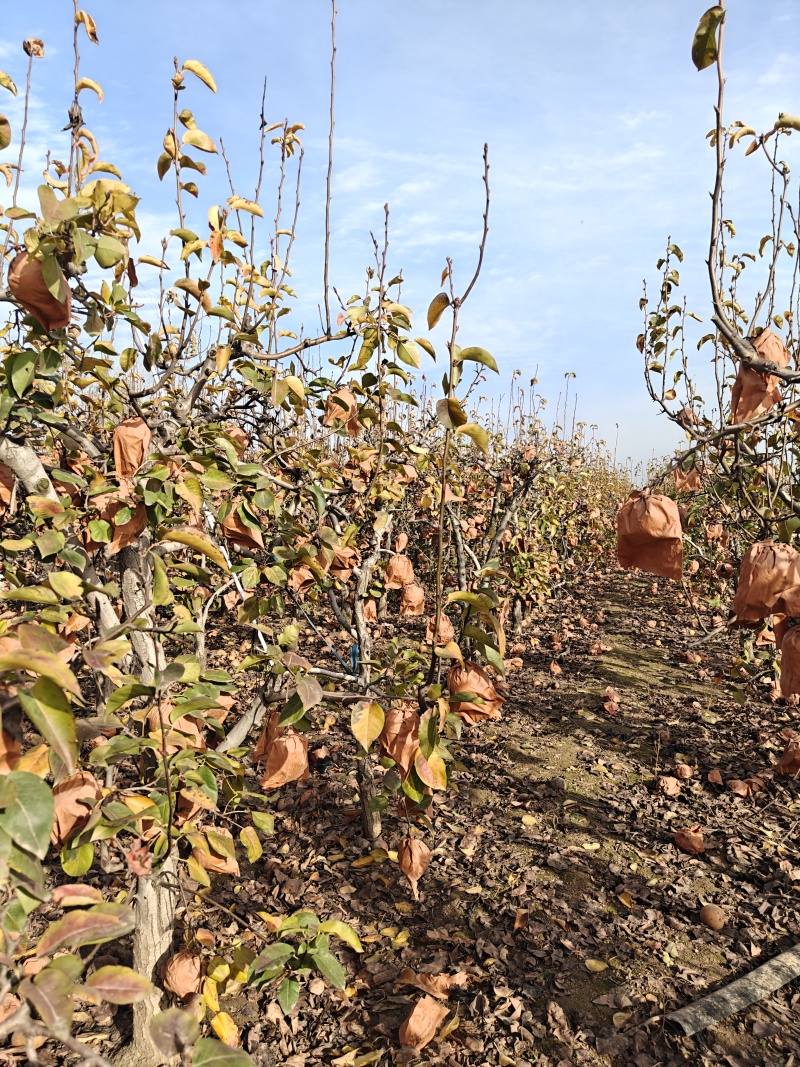 晚秋黄梨