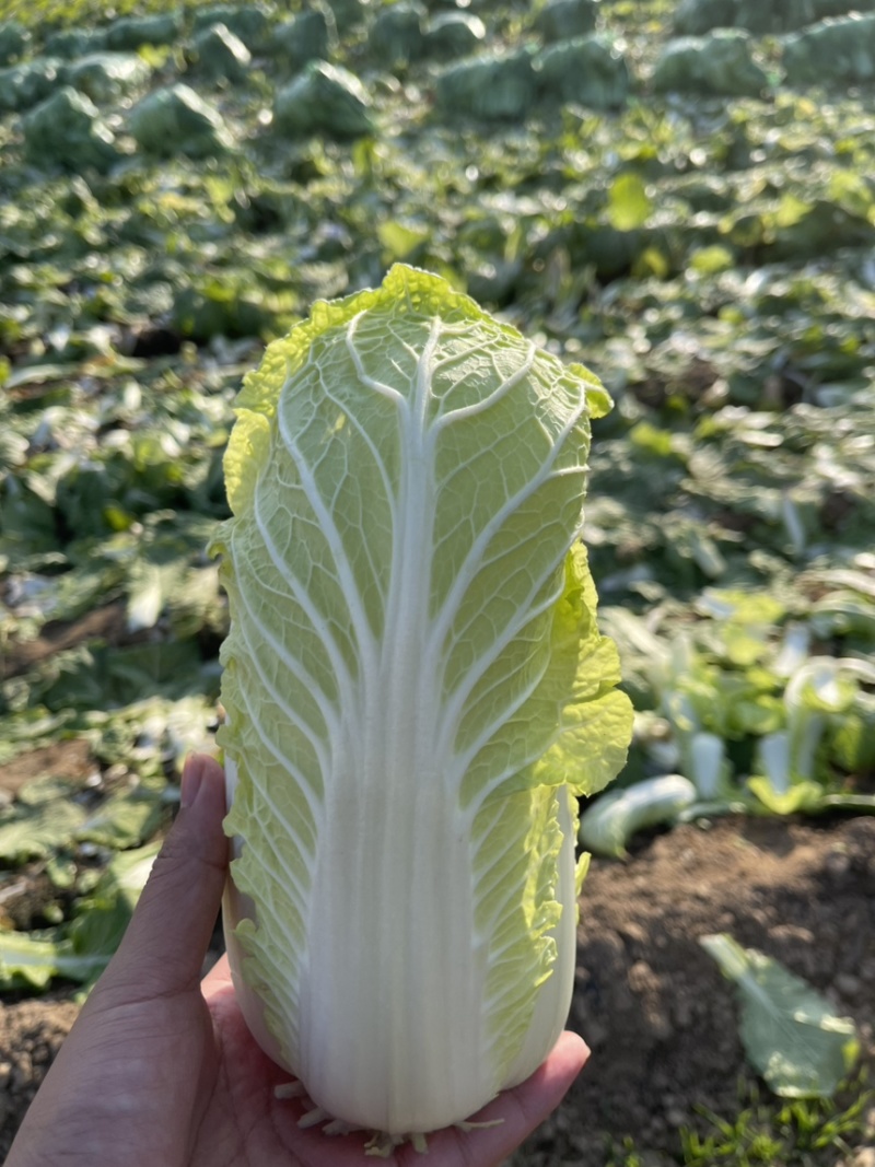 娃娃菜河南内黄县产地大量上市