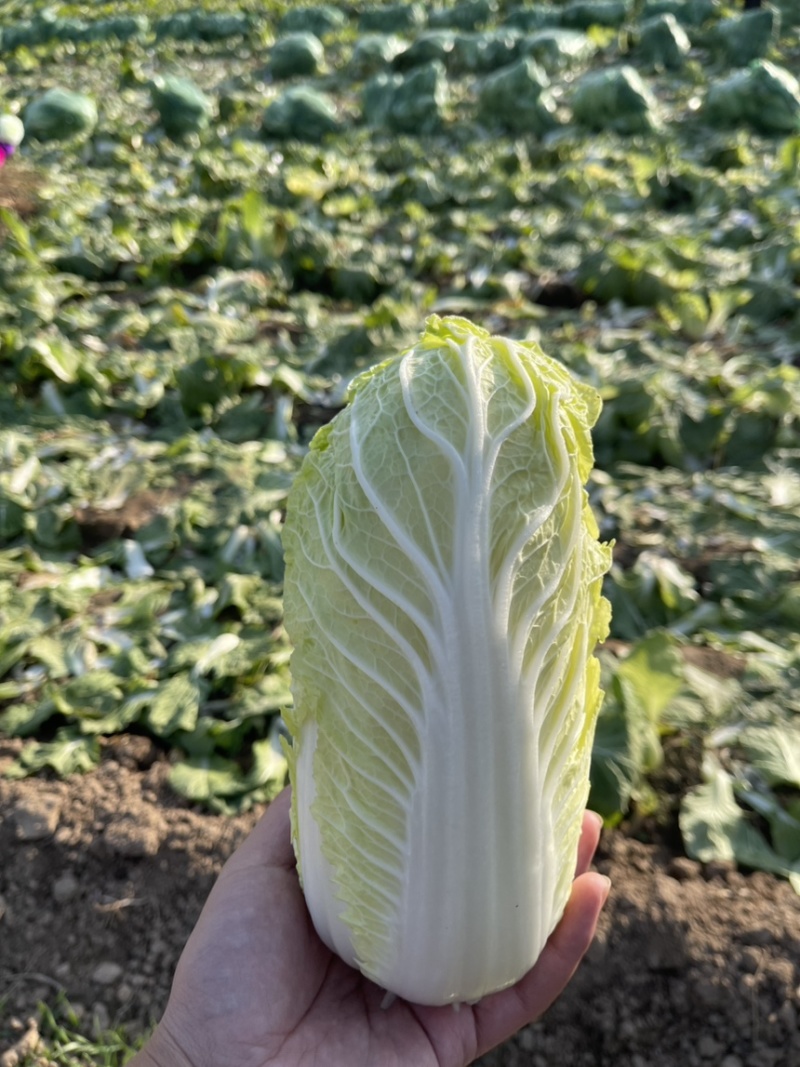 娃娃菜河南内黄县产地大量上市