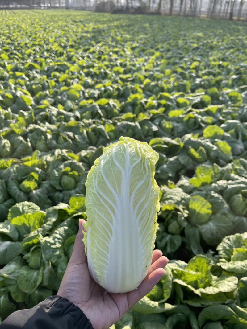 娃娃菜河南内黄县产地大量上市