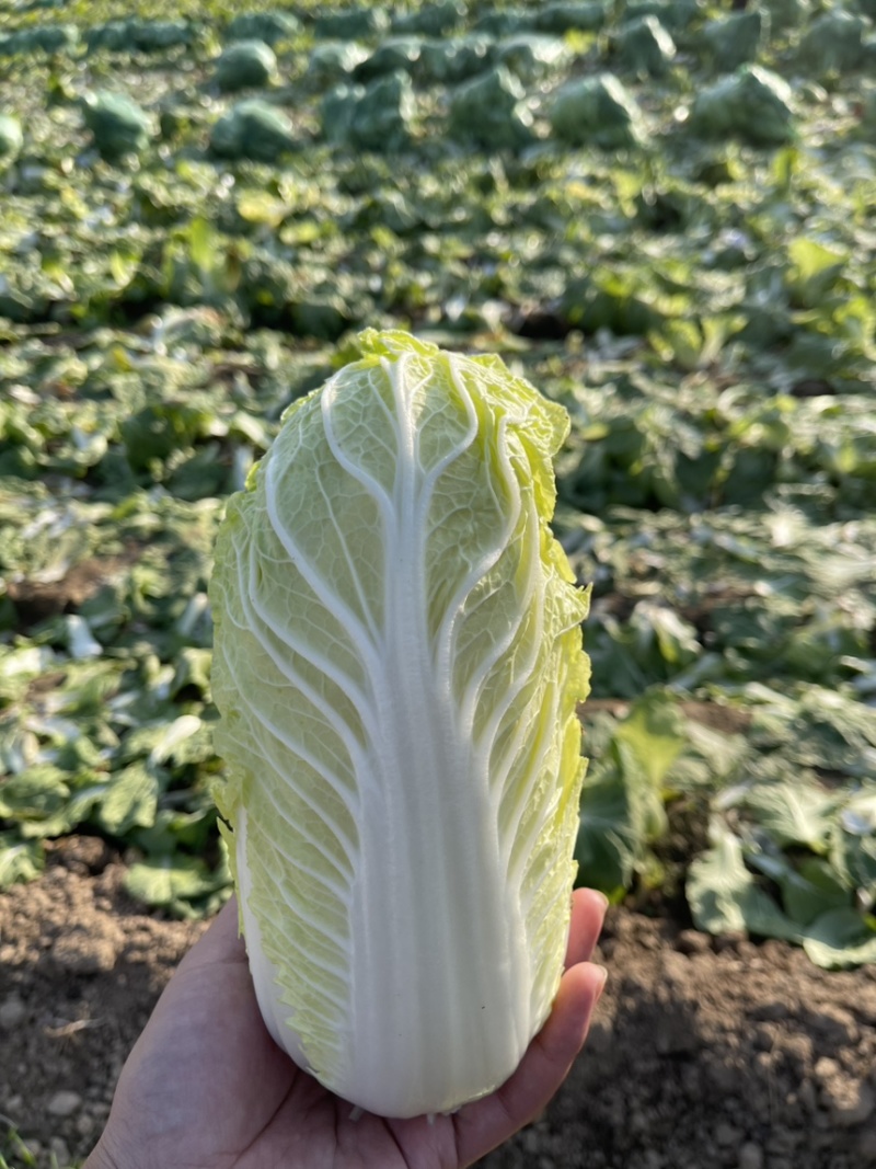娃娃菜河南内黄县产地大量上市