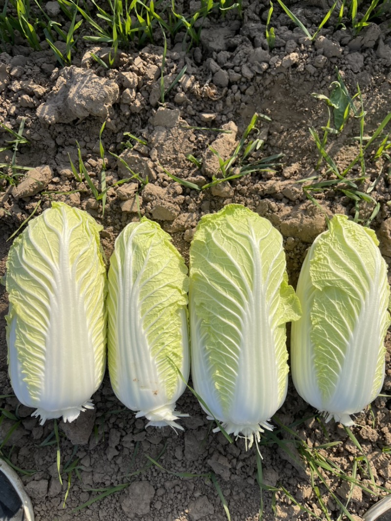 娃娃菜河南内黄县产地大量上市