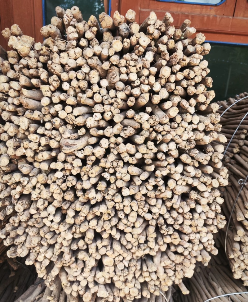 [牛]黄芪节新鲜黄芪黄芪节一手货源只发新货产地