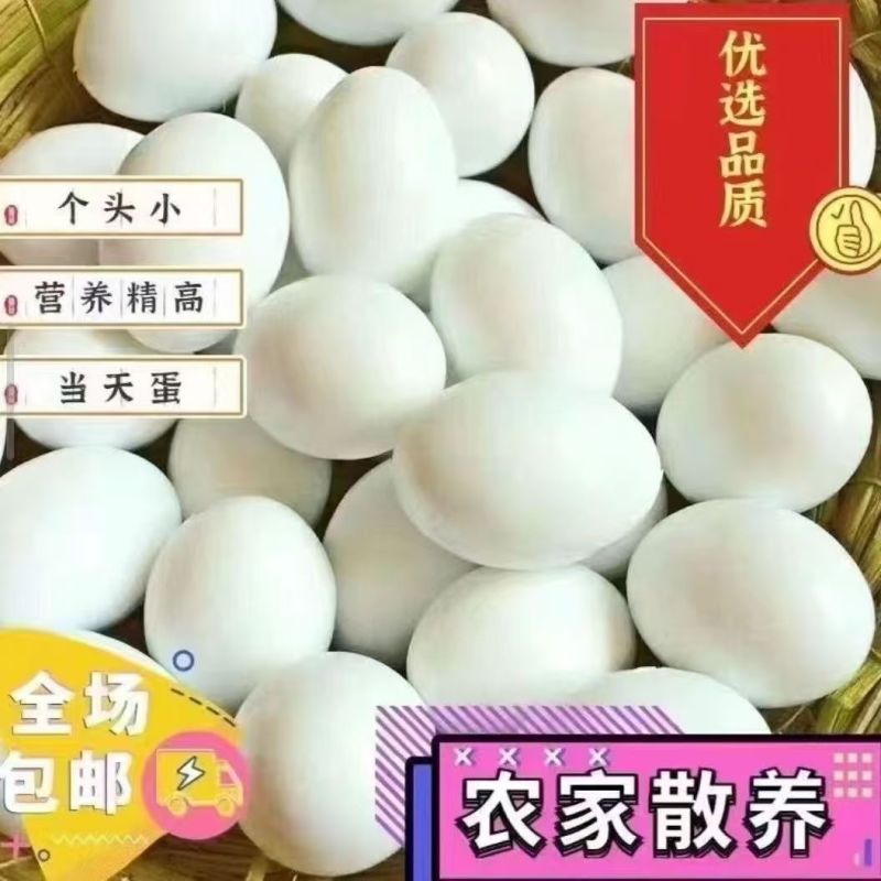 鸽子蛋