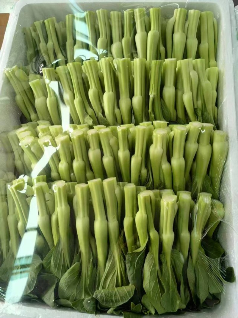 板蓝根菜苔