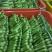 板蓝根菜苔