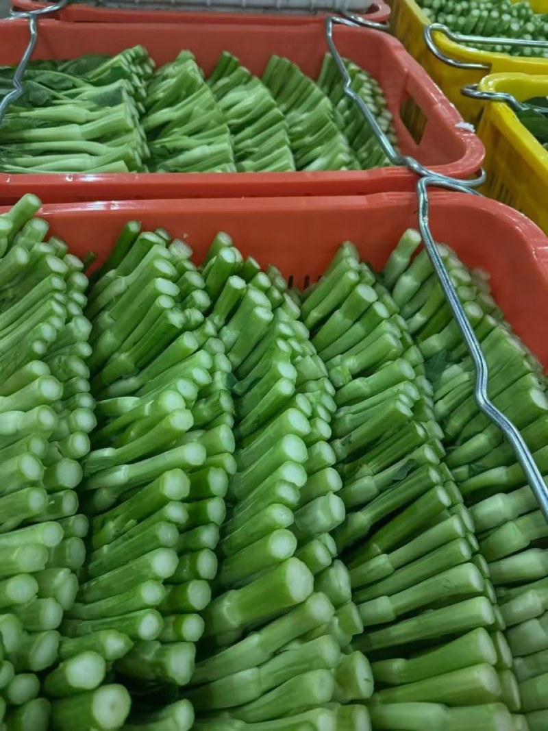 板蓝根菜苔