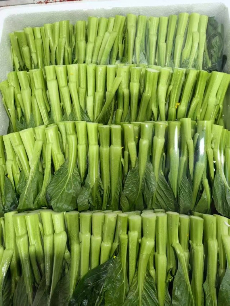 板蓝根菜苔