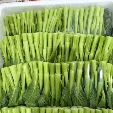 板蓝根菜苔
