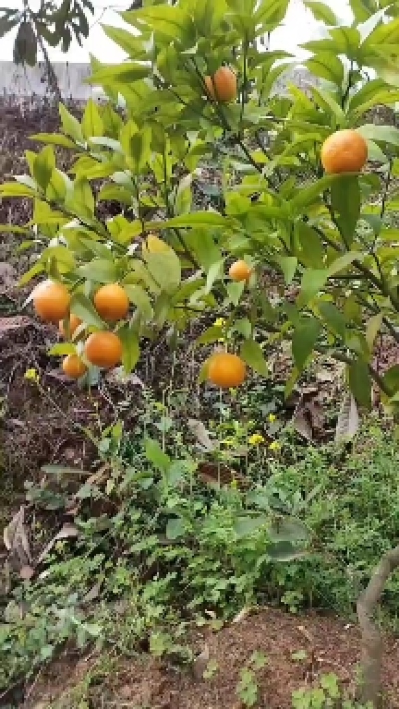 媛红椪柑无核，晚熟品种，二月份成熟。
