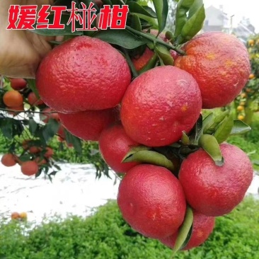 媛红椪柑无核，晚熟品种，二月份成熟。
