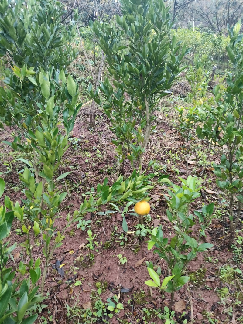 媛红椪柑无核，晚熟品种，二月份成熟。