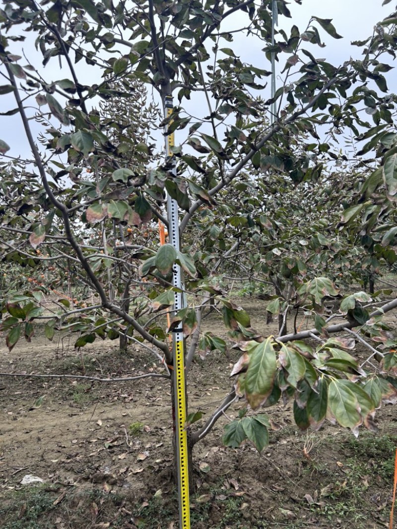 10公分柿子树精品阳丰火晶柿子树量大优惠