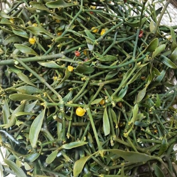 槲寄生一千多斤一次出售需要的联系***********