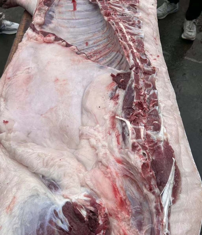 正宗土猪肉，吃粮食猪，口感香，诚信合作，批发价18块