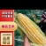 云南瑞丽水果玉米，对接各种电商，市场，欢迎合作