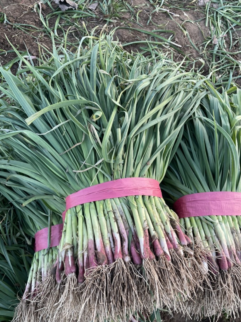 精品红根蒜苗，水洗打冷装箱，供应各大市场电商