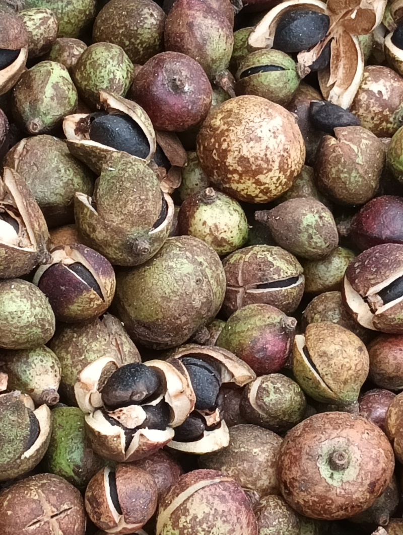 【油茶籽】湖南岳阳鲜油茶籽霜降果果形好无死果货量大皮薄