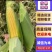 云南太阳花水果玉米，大量供应各大电商，市场，欢迎您的来电