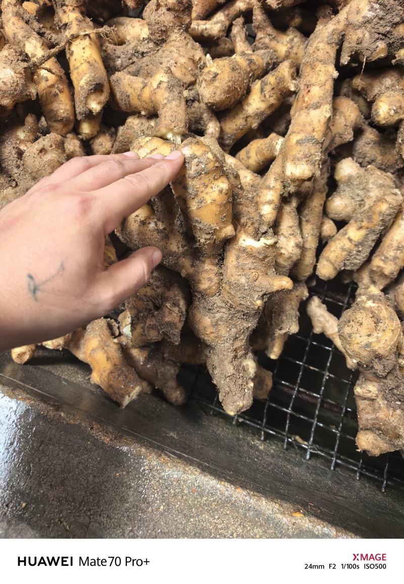 山东潍坊昌邑大姜单块600g+辛辣清香3000斤起
