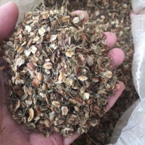 当归新种籽