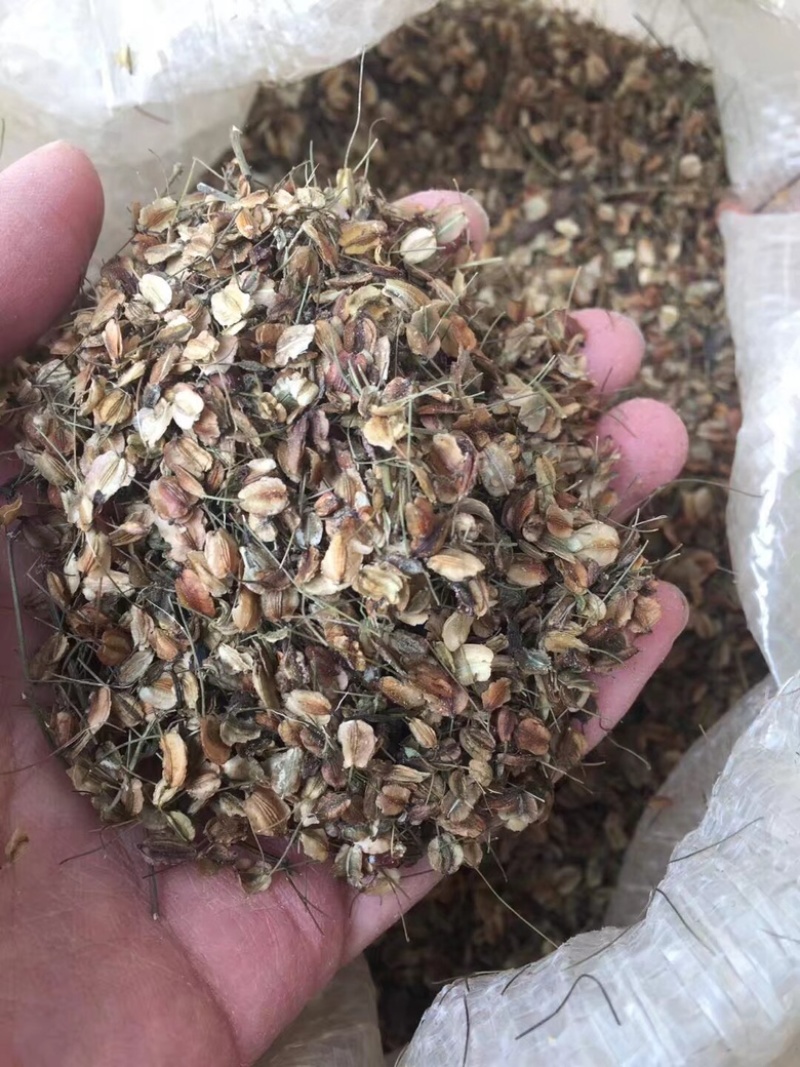 当归新种籽