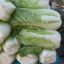 河北大白菜