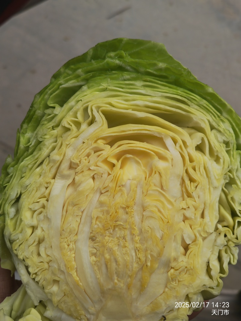 《优选》湖北天门甘蓝，圆包菜！一手货源视频看货！皮薄个大
