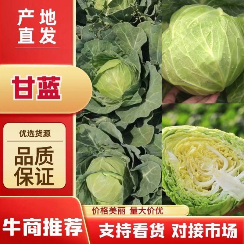 《优选》湖北天门甘蓝，圆包菜！一手货源视频看货！皮薄个大