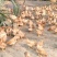 散养土鸡
