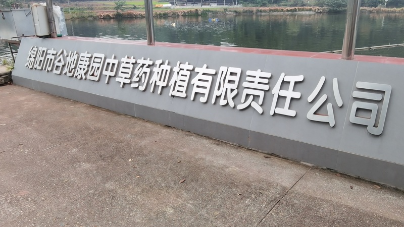 紫花中宽叶大白芨苗产地直发