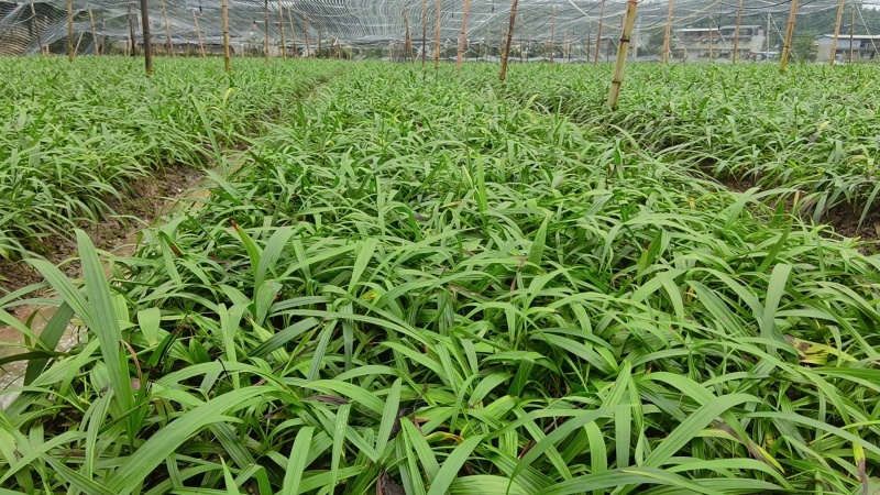 紫花中宽叶大白芨苗产地直发