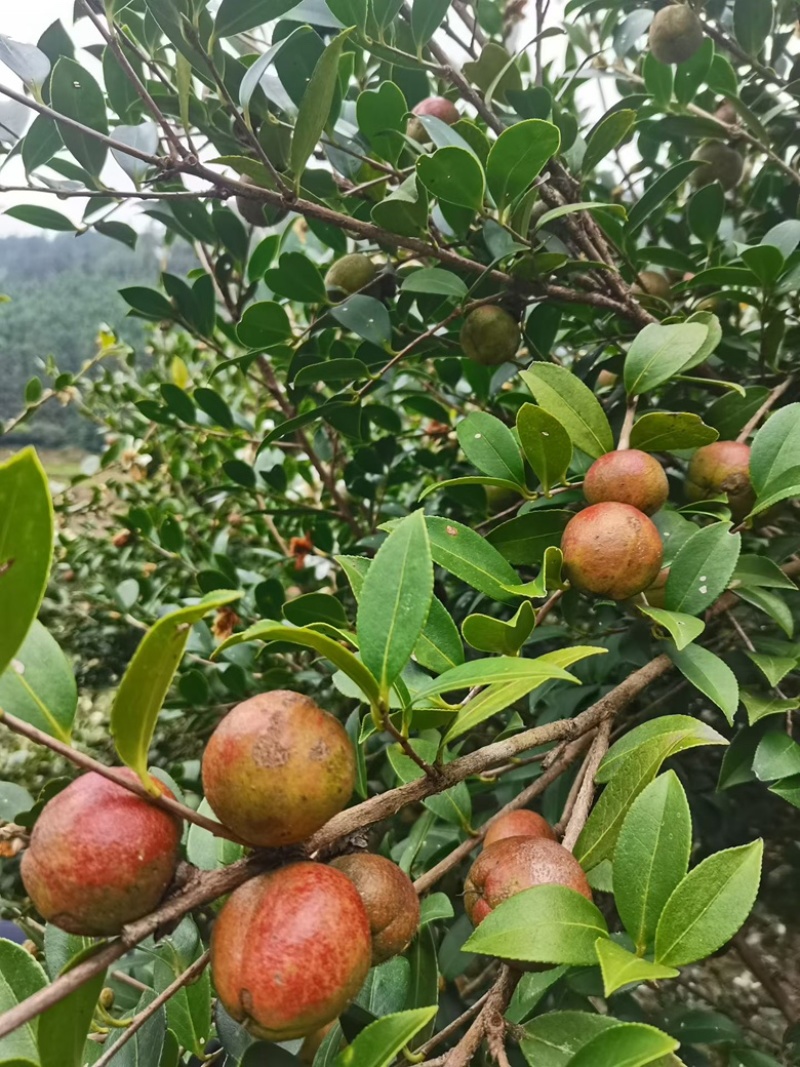 广西高山山茶油农户茶油