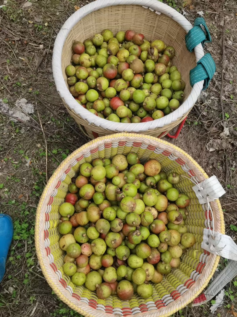 广西高山山茶油农户茶油