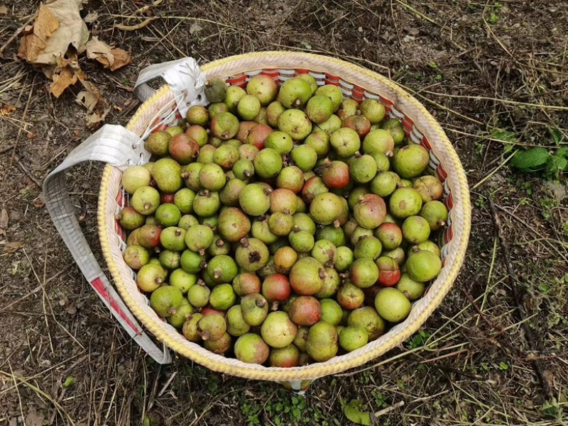 广西高山山茶油农户茶油