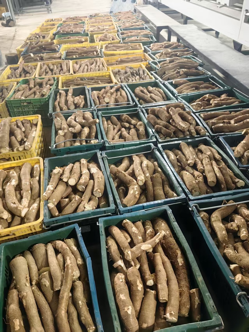 木薯，黄肉木薯