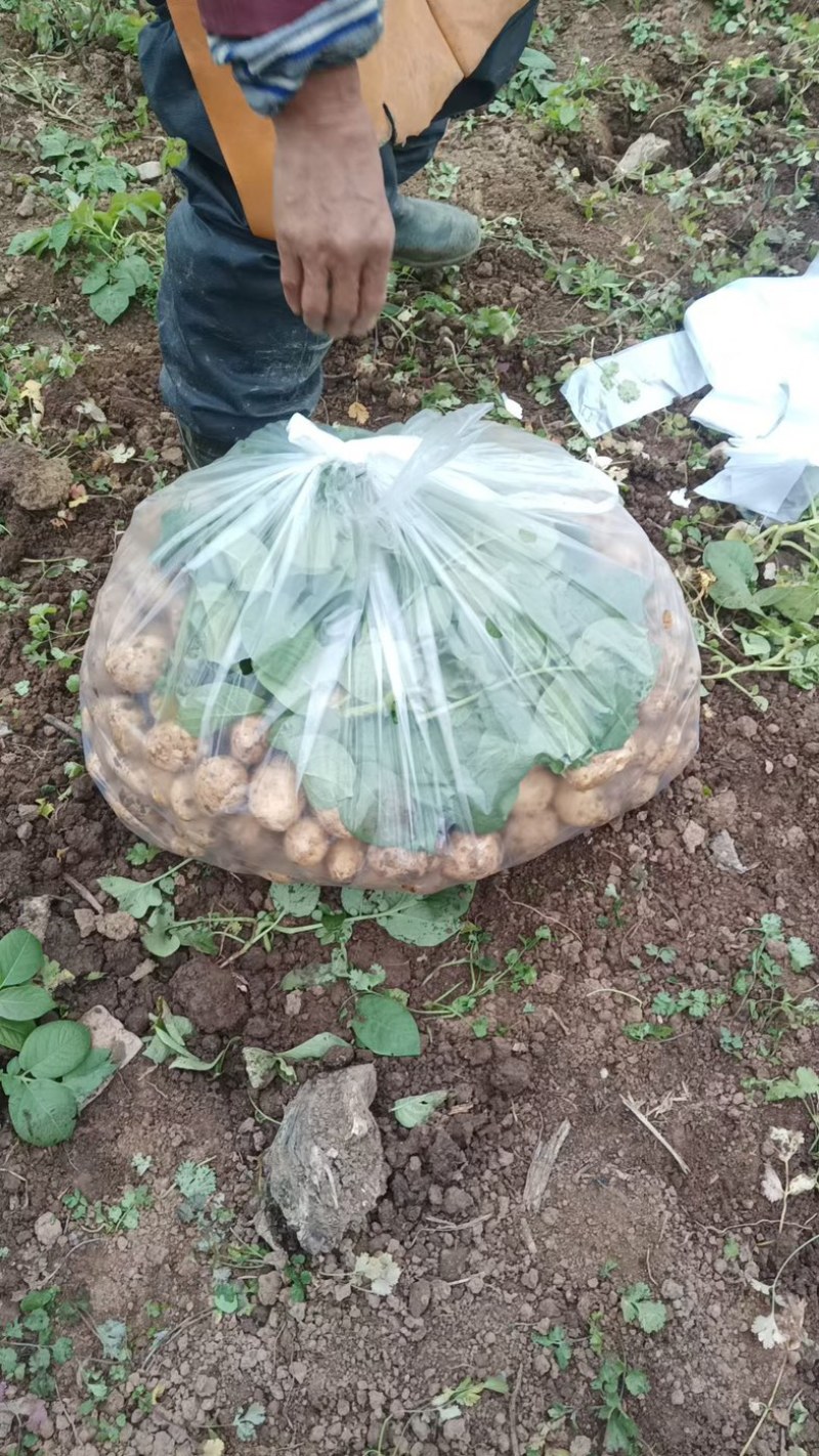贵阳新土豆