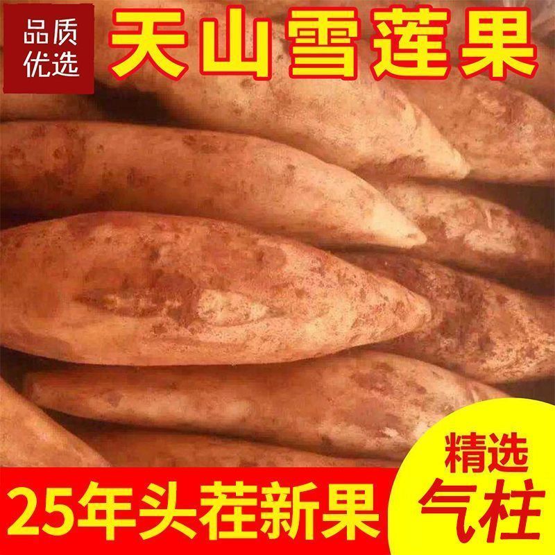 云南高山雪域雪莲果云南天山雪莲果高山红泥沙雪莲果云南特产